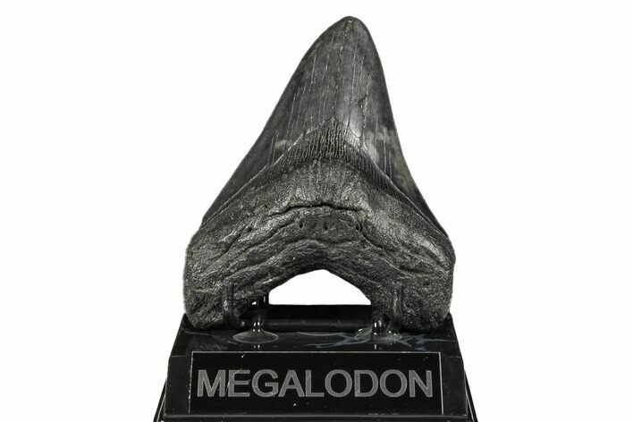 Fossil Megalodon Tooth - South Carolina #190220